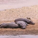 Impressive Tanzania, 7 Day Small Group Lodge Safari - The Sum Up: Who Is This Tour Best For?