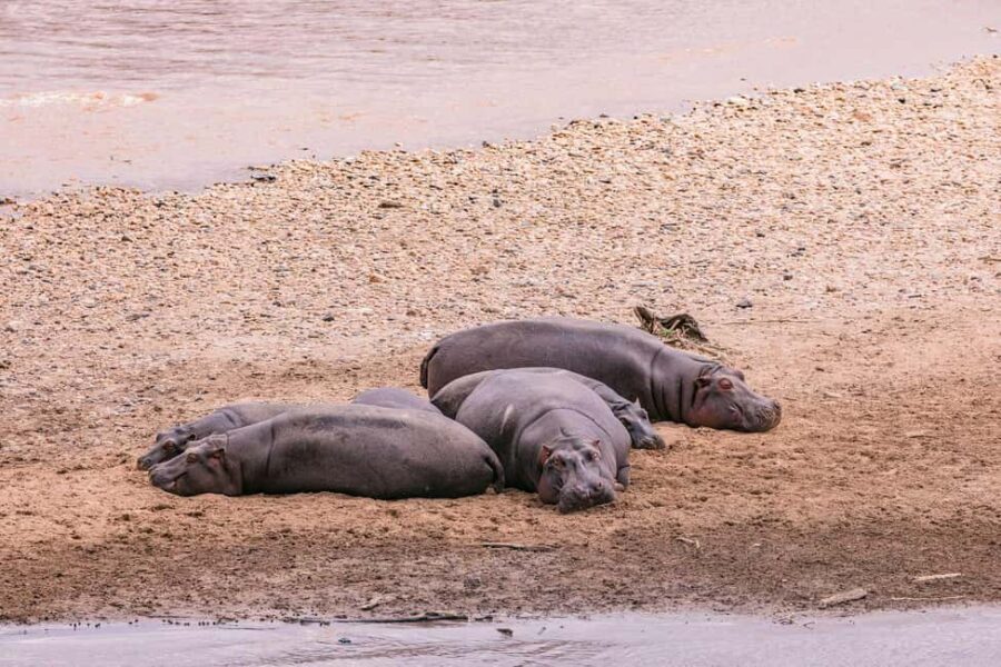 Impressive Tanzania, 7 Day Small Group Lodge Safari - The Sum Up: Who Is This Tour Best For?