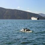 InterIslander Ferry - Picton to Wellington - What to Expect Onboard