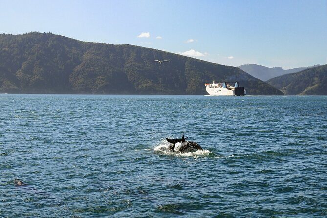 InterIslander Ferry - Picton to Wellington - What to Expect Onboard