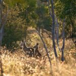 Intimate Blue Mountains Wild Kangaroos & Sunset for Nature Lovers - The Itinerary Breakdown