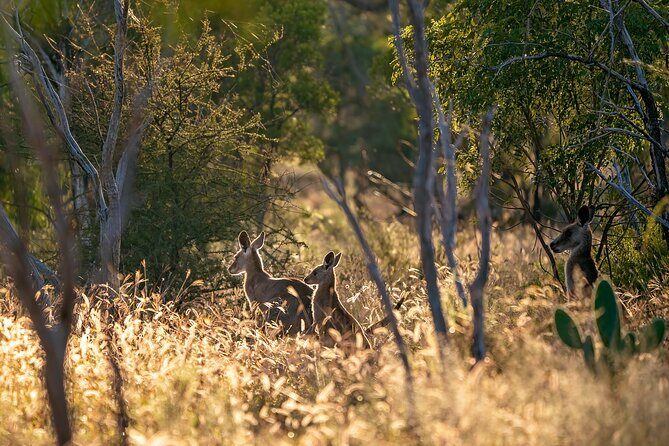 Intimate Blue Mountains Wild Kangaroos & Sunset for Nature Lovers - The Itinerary Breakdown