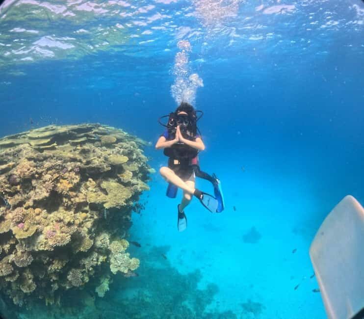 Intro Diving Beginner and Discover Red Sea Underwater - The Marine Environment