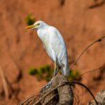 Iringa: Ruaha National Park 2-Day Safari with Game Drives - What Sets This Tour Apart?