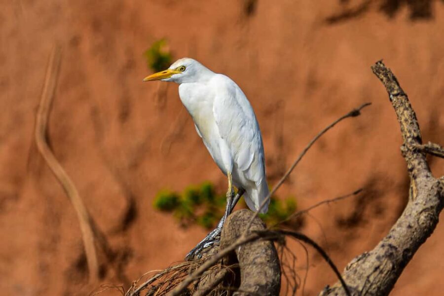 Iringa: Ruaha National Park 2-Day Safari with Game Drives - What Sets This Tour Apart?