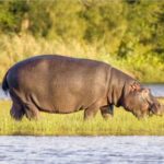 Isimangaliso Boat Cruise & Game Drive Day Tour from Durban - Who Will Love This Tour?