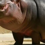Isimangaliso Wetland Park Boat Cruise & Game Dve from Durban - First Stop: The Hippo & Croc Boat Cruise in St Lucia Estuary