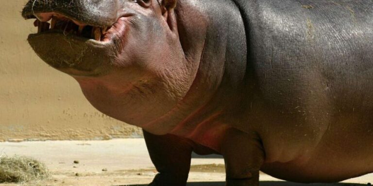 Isimangaliso Wetland Park Boat Cruise & Game Dve from Durban - First Stop: The Hippo & Croc Boat Cruise in St Lucia Estuary