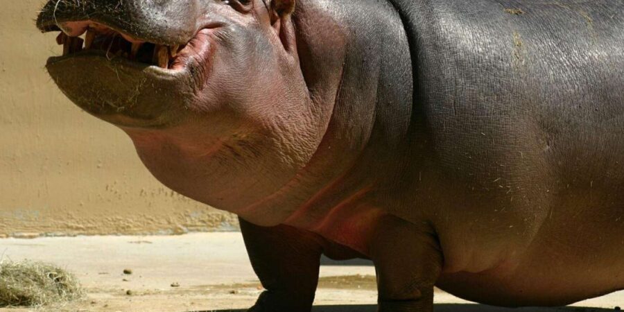 Isimangaliso Wetland Park Boat Cruise & Game Dve from Durban - First Stop: The Hippo & Croc Boat Cruise in St Lucia Estuary