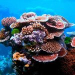 Island Day Tour Santo's Best Snorkeling Marine Sanctuary - Authentic Insights from Reviews