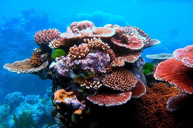 Island Day Tour Santo's Best Snorkeling Marine Sanctuary - Authentic Insights from Reviews
