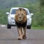 Jambo Kenya: Easy Ticket Booking for Global Adventurers - The Iconic Nairobi National Park Experience
