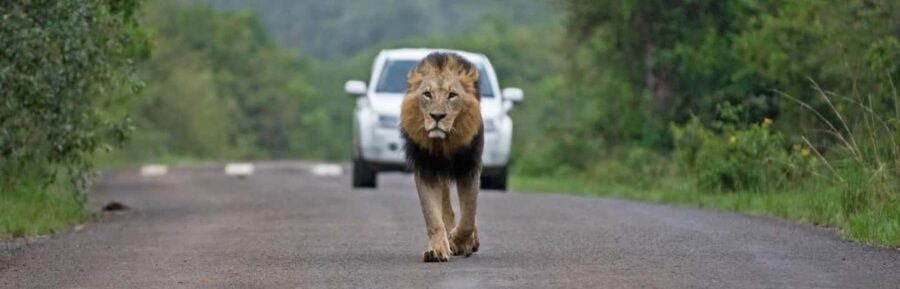 Jambo Kenya: Easy Ticket Booking for Global Adventurers - The Iconic Nairobi National Park Experience