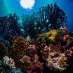 Jeddah: Guided Snorkeling Trip with Snacks and Drinks - FAQ