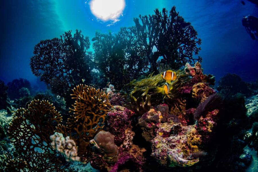 Jeddah: Guided Snorkeling Trip with Snacks and Drinks - FAQ