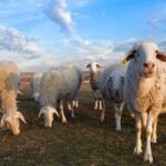 Jeddah: Quad Bike Ride, Bedouin Herd, and Desert Farm Tour - The Value of the Experience