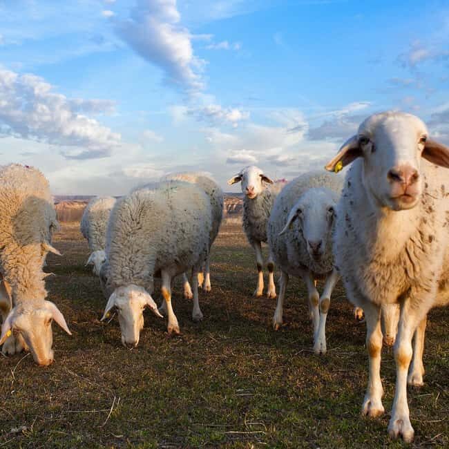 Jeddah: Quad Bike Ride, Bedouin Herd, and Desert Farm Tour - The Value of the Experience