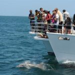 Jervis Bay Dolphin Cruise - The Value of Your Ticket