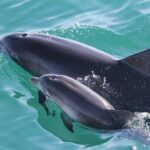 Jervis Bay Passage Tour - The Real Experience: What Travelers Say