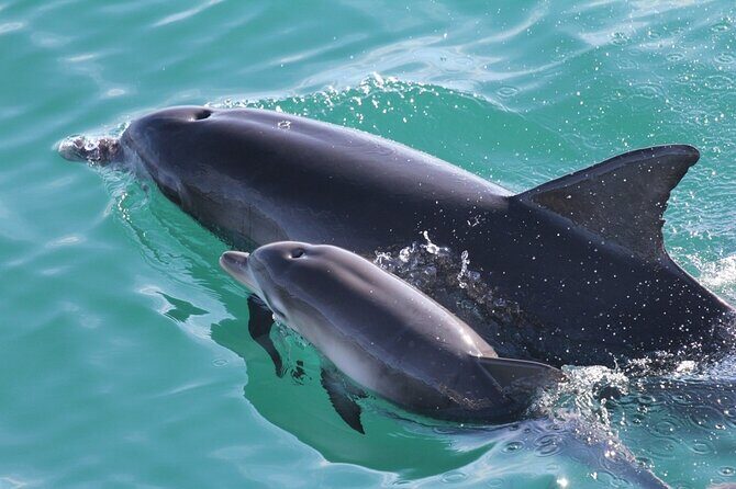 Jervis Bay Passage Tour - The Real Experience: What Travelers Say