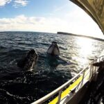 Jervis Bay Whale Watching Tour - The Crew and the Experience