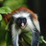 Joazani forest & Spice farm with lunch - Why This Tour Offers Great Value