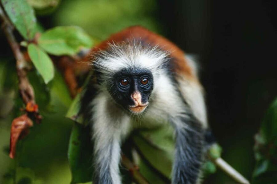 Joazani forest & Spice farm with lunch - Why This Tour Offers Great Value