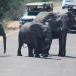 Johannesburg: 3-Day Panorama Tour with Kruger Park Safari - What’s Included and What’s Not