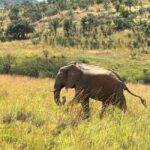 Johannesburg: 3 Hour Pilanesberg National Park Game Drive - Logistics and Comfort