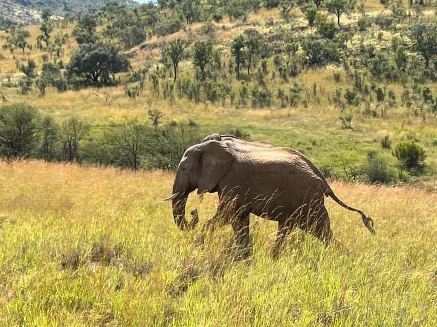 Johannesburg: 3 Hour Pilanesberg National Park Game Drive - Logistics and Comfort