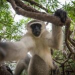 Johannesburg: 4-Day Classic Kruger National Park Safari - What’s Included and What to Budget For