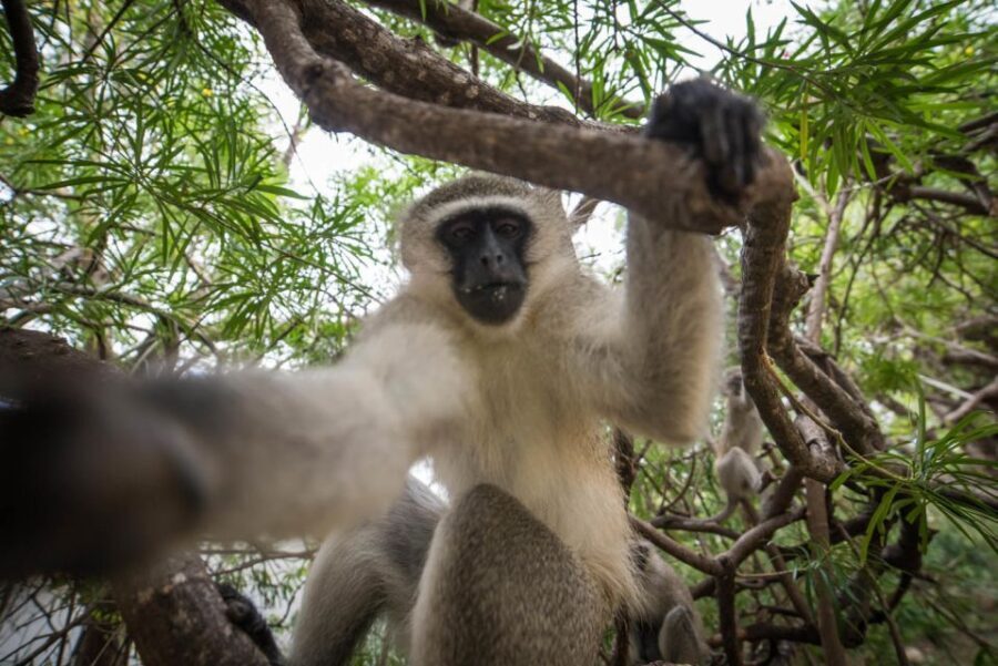 Johannesburg: 4-Day Classic Kruger National Park Safari - What’s Included and What to Budget For