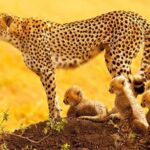 Johannesburg: 9-Day Big 5 Safari & Wetlands Tour - Cultural Deep Dive in Eswatini