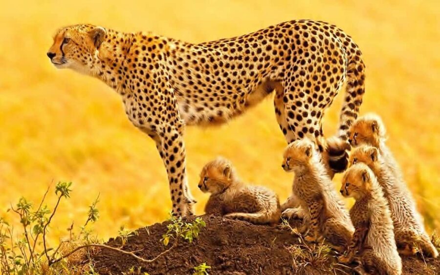 Johannesburg: 9-Day Big 5 Safari & Wetlands Tour - Cultural Deep Dive in Eswatini