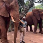 Johannesburg: Elephant and Monkey Sanctuary Half Day Tour - Practical Details and Value