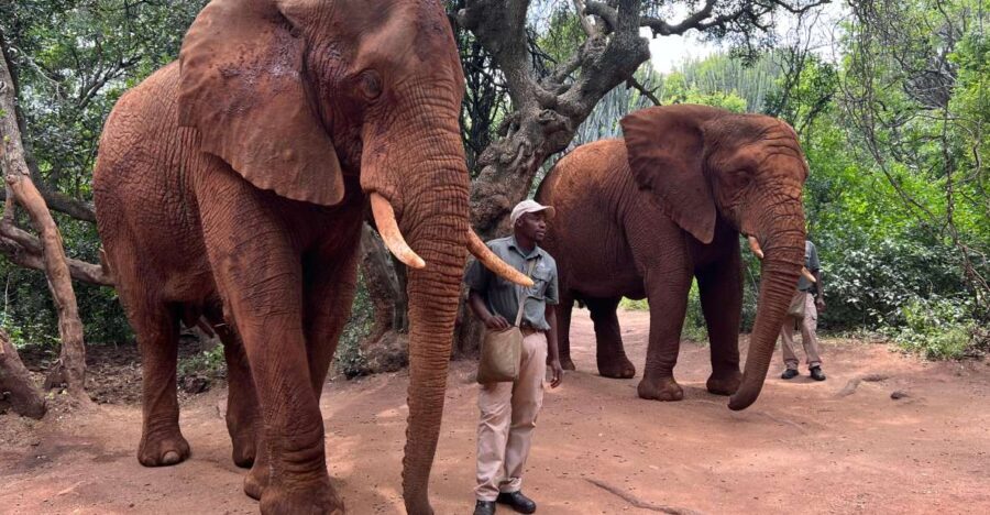 Johannesburg: Elephant and Monkey Sanctuary Half Day Tour - Practical Details and Value