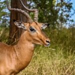 Johannesburg: Guided Walk with Lions in the African Bush - What Makes This Tour Stand Out?