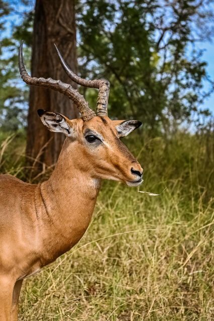 Johannesburg: Guided Walk with Lions in the African Bush - What Makes This Tour Stand Out?