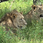 Johannesburg: Half-Day Big 5 Safari Tour - What to Expect from the Safari