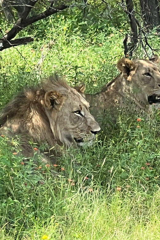 Johannesburg: Half-Day Big 5 Safari Tour - What to Expect from the Safari