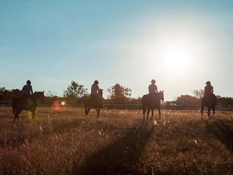 Johannesburg Horse Riding: Return Tranfer Included Lanseria - Authentic Insights from a Review