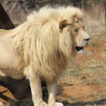 Johannesburg: Lion and Safari Park Guided Tour - What to Expect from the Experience