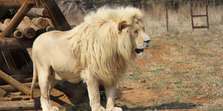 Johannesburg: Lion and Safari Park Guided Tour - What to Expect from the Experience