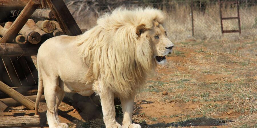 Johannesburg: Lion and Safari Park Guided Tour - What to Expect from the Experience