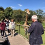 Johannesburg: Lion and Safari Park Tour with Hotel Pickup - Final Thoughts: Is This Tour Worth It?
