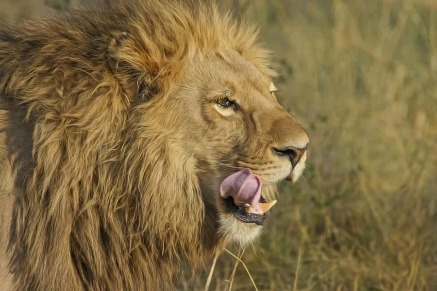 Johannesburg Lion Park and Lesedi Cultural Village - Why This Tour Is a Great Choice