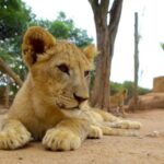 Johannesburg Lion & Safari Park TRANSFER & ENTRANCE INCLUDED - Why This Safari Offers Good Value