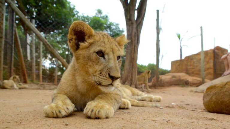 Johannesburg Lion & Safari Park TRANSFER & ENTRANCE INCLUDED - Why This Safari Offers Good Value