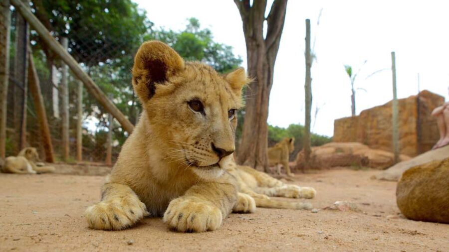 Johannesburg Lion & Safari Park TRANSFER & ENTRANCE INCLUDED - Why This Safari Offers Good Value