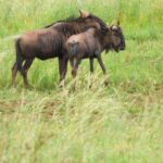 Johannesburg: Rhino and Lion Nature Reserve Safari - What to Expect from the Rhino and Lion Nature Reserve Safari